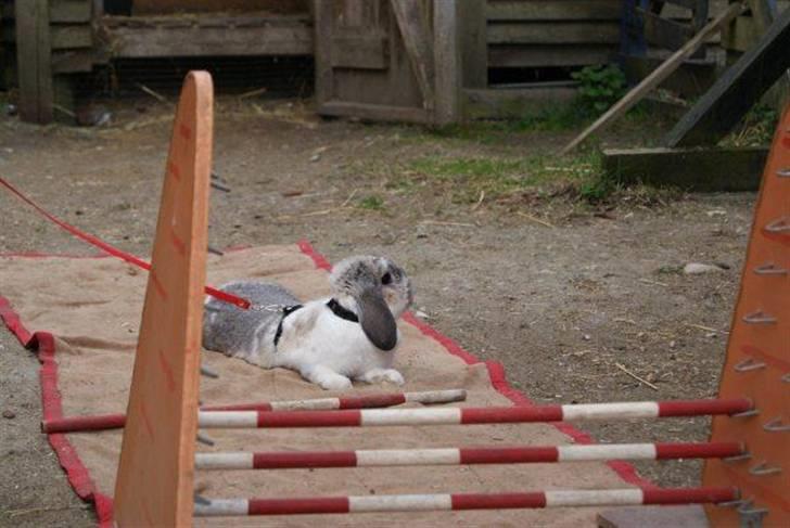 Kanin Ronja Elsket og savnet - Træningen er hård, men hyggelig billede 9
