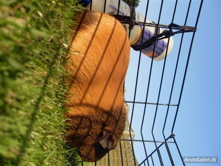 Marsvin stjerneskud (Død) billede 11