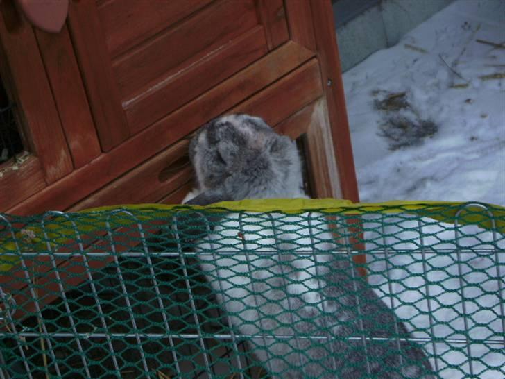 Kanin Ronja Elsket og savnet - Hey, her bor jeg :-) billede 10