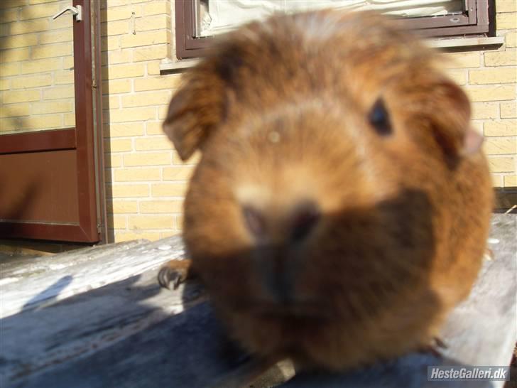 Marsvin stjerneskud (Død) billede 12