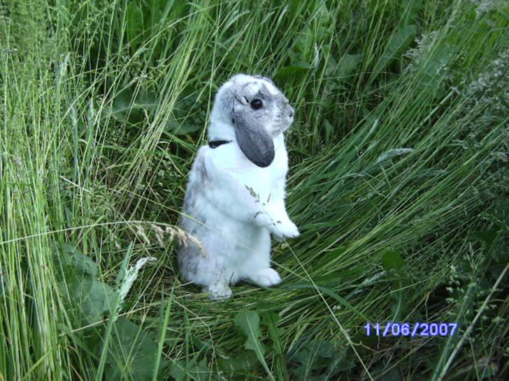 Kanin Ronja Elsket og savnet - Vi tager da også på hygge ture i græsset billede 11