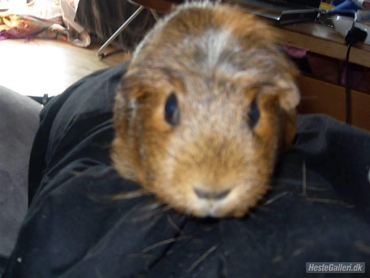 Marsvin stjerneskud (Død) billede 13