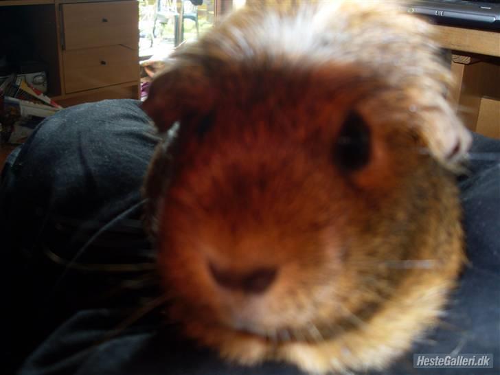 Marsvin stjerneskud (Død) billede 14