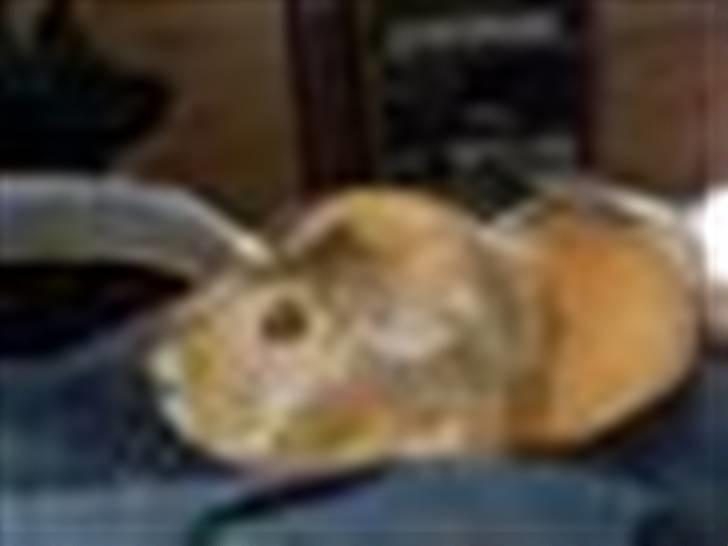 Marsvin stjerneskud (Død) billede 15