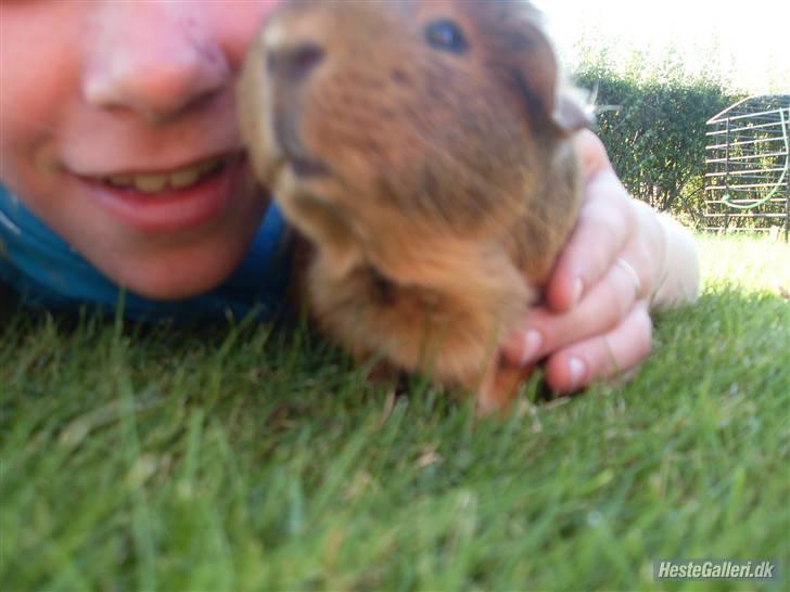 Marsvin stjerneskud (Død) billede 16