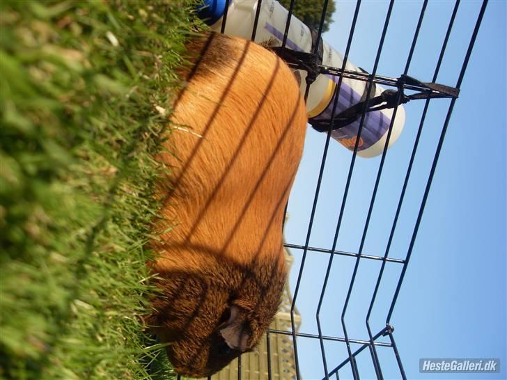 Marsvin stjerneskud (Død) billede 17