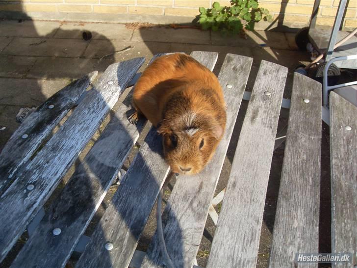 Marsvin stjerneskud (Død) billede 18