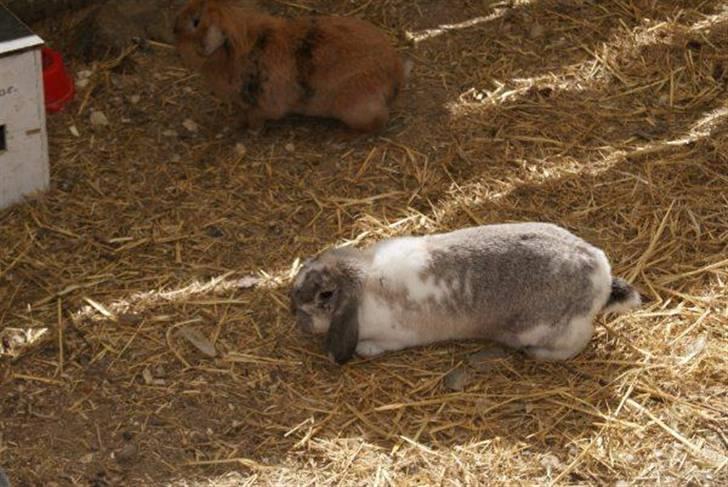 Kanin Ronja Elsket og savnet - Stor løbegård hvor der er mulighed for at grave, hun elsker det billede 12