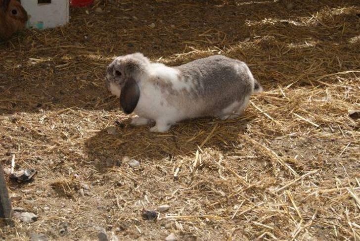 Kanin Ronja Elsket og savnet - Ronja nyder at være "fri" billede 13