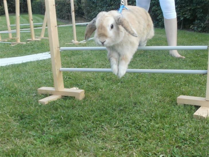 Kanin Punker † R.I.P :'( † - Velkommen til Punkers Profil :D billede 1