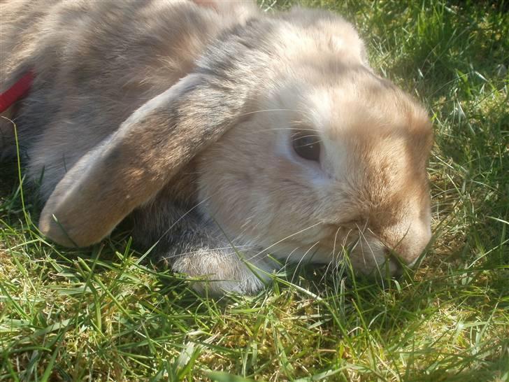 Kanin Punker † R.I.P :'( † billede 2