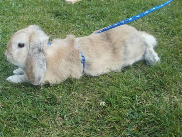 Kanin Punker † R.I.P :'( † billede 3