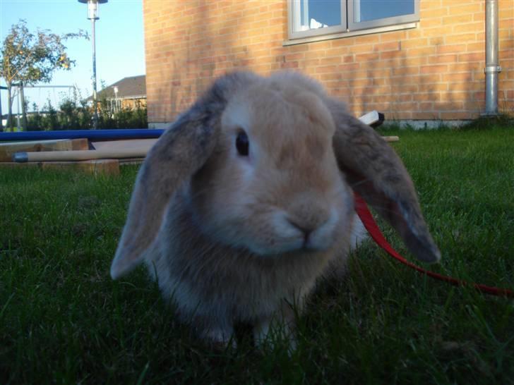 Kanin Punker † R.I.P :'( † billede 4