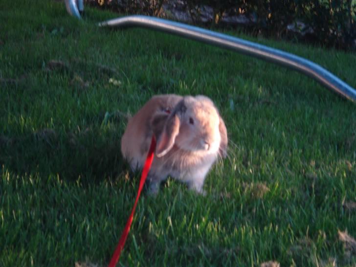 Kanin Punker † R.I.P :'( † billede 5