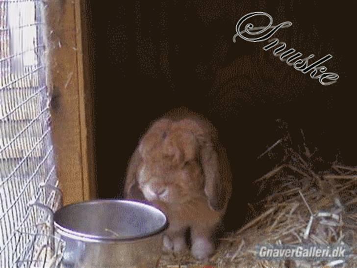 Kanin AM´s Snuske<3 Død d. 27-06.2010! - Velkommen Til AM´s Snuskes profil. billede 2