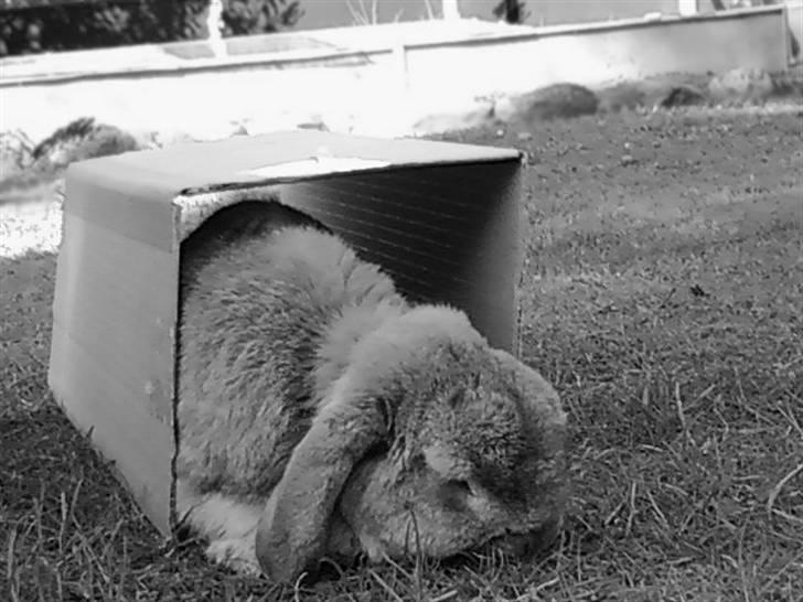 Kanin AM´s Snuske<3 Død d. 27-06.2010! - I tunellen:D en af hans ynglingsting<3 billede 4