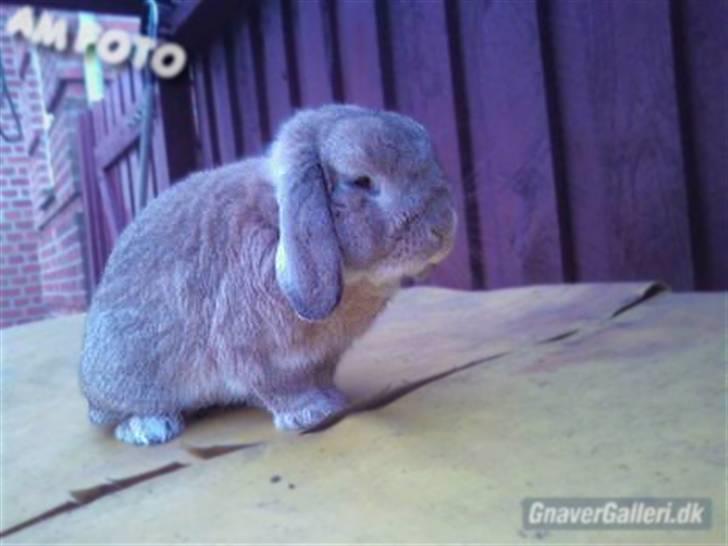 Kanin AM´s Snuske<3 Død d. 27-06.2010! - Over på kaninburet. billede 5