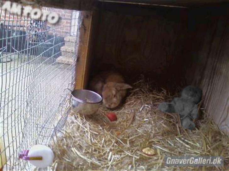 Kanin AM´s Snuske<3 Død d. 27-06.2010! - Uhh det klør. billede 3