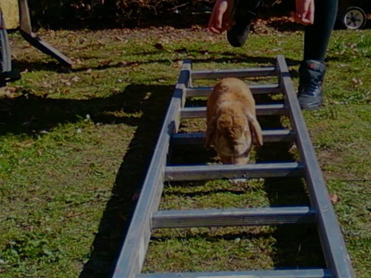 Kanin AM´s Snuske<3 Død d. 27-06.2010! - Over stok og stige;D billede 6