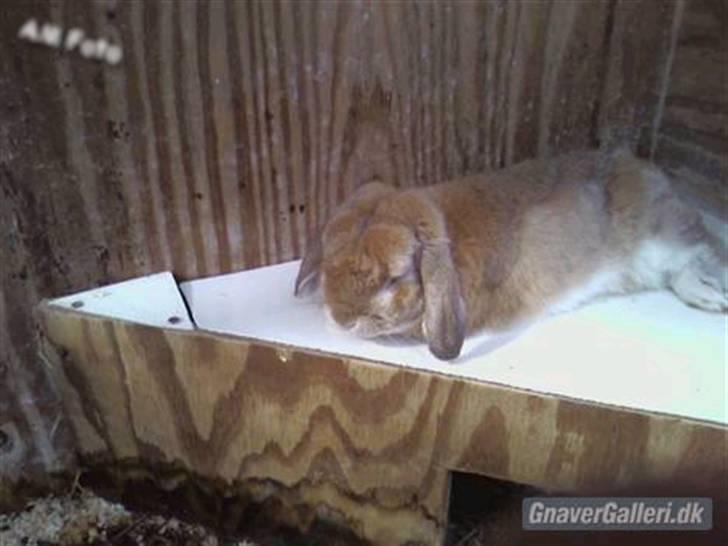 Kanin AM´s Snuske<3 Død d. 27-06.2010! - Over på han lille hus... billede 7