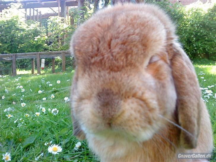 Kanin AM´s Snuske<3 Død d. 27-06.2010! - Ud på gå tur i haven... billede 8