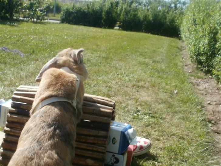 Kanin Perle billede 3