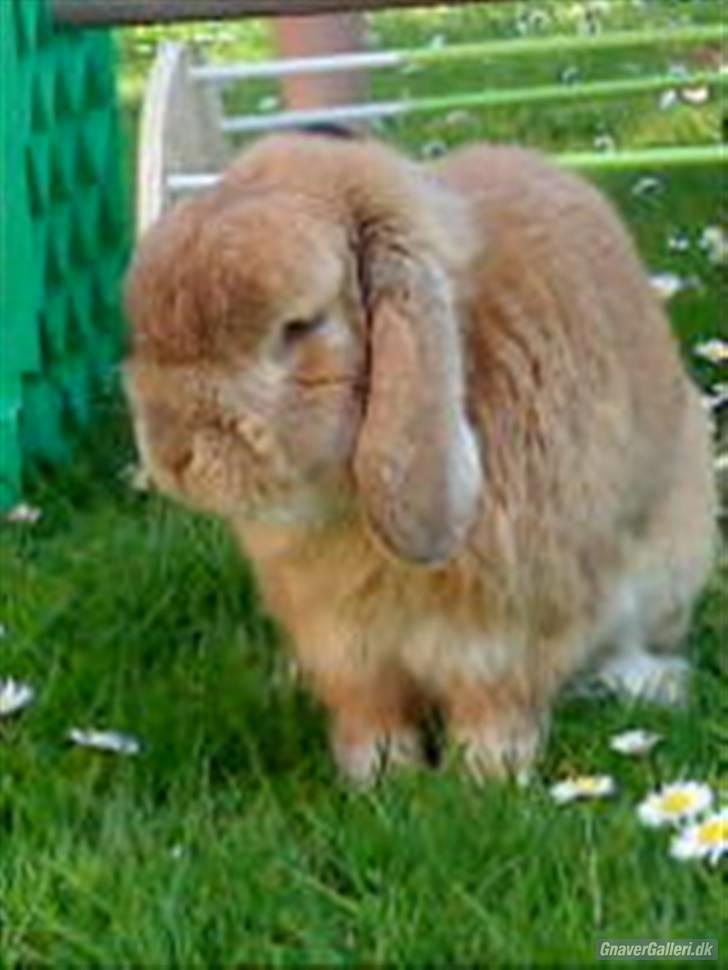 Kanin AM´s Snuske<3 Død d. 27-06.2010! - Kommer du ikke med mad nu? Jeg er sssssuuuulteeen... billede 9