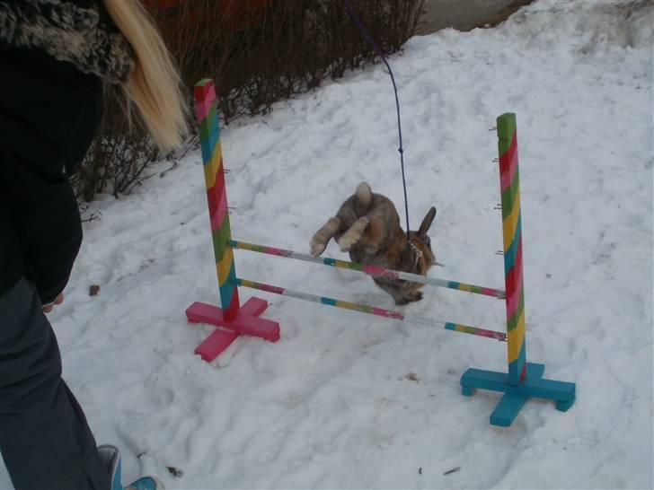 Kanin Perle billede 4