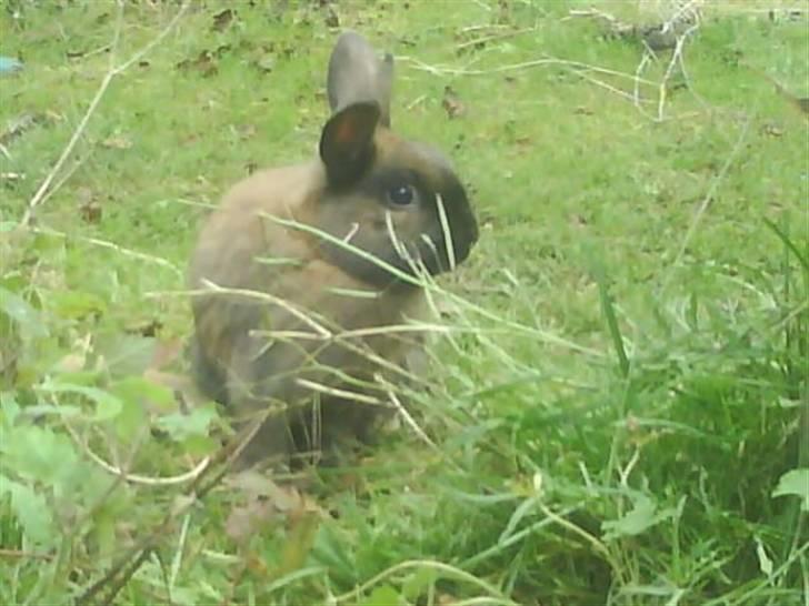 Kanin Kajo billede 6