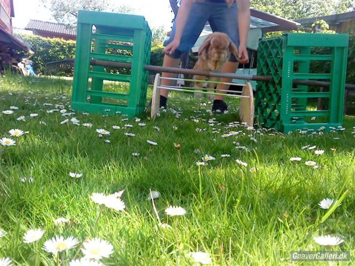 Kanin AM´s Snuske<3 Død d. 27-06.2010! - HOOOP xD billede 10