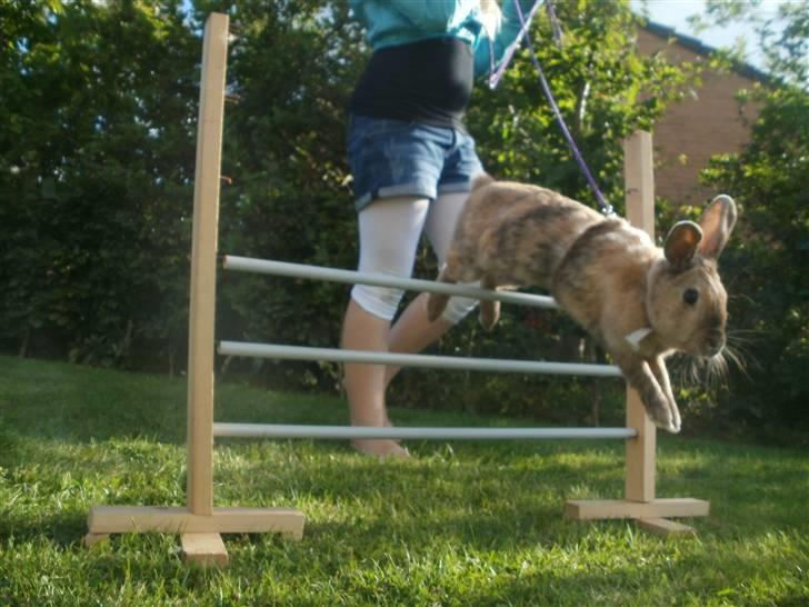 Kanin Perle billede 5