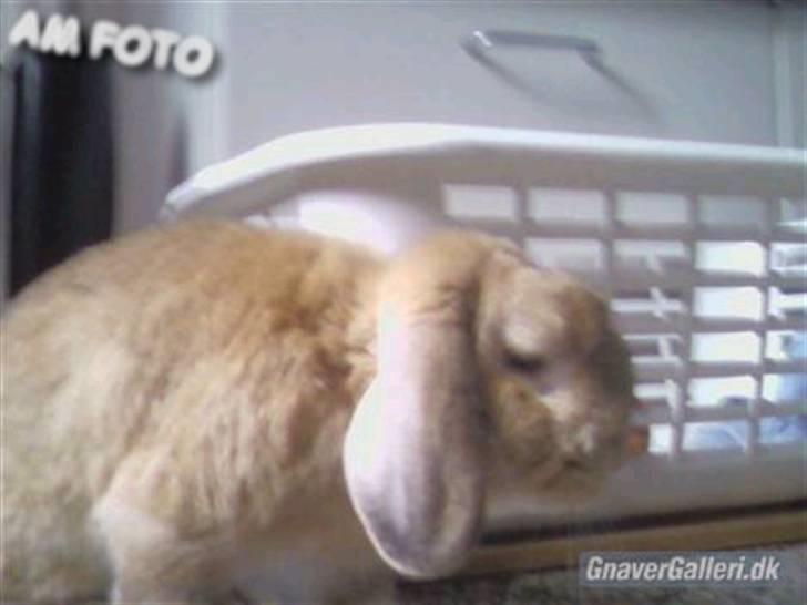 Kanin AM´s Snuske<3 Død d. 27-06.2010! - Inde i hvores baggang<3 billede 11