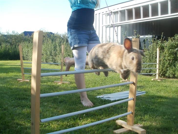 Kanin Perle billede 6