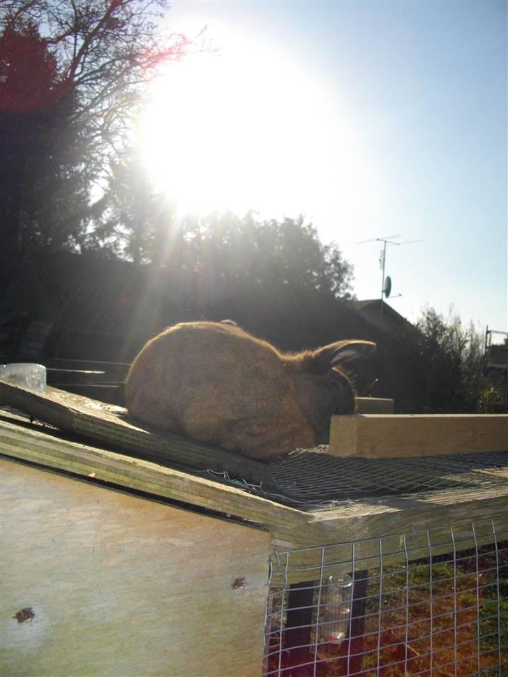 Kanin Kajo billede 7