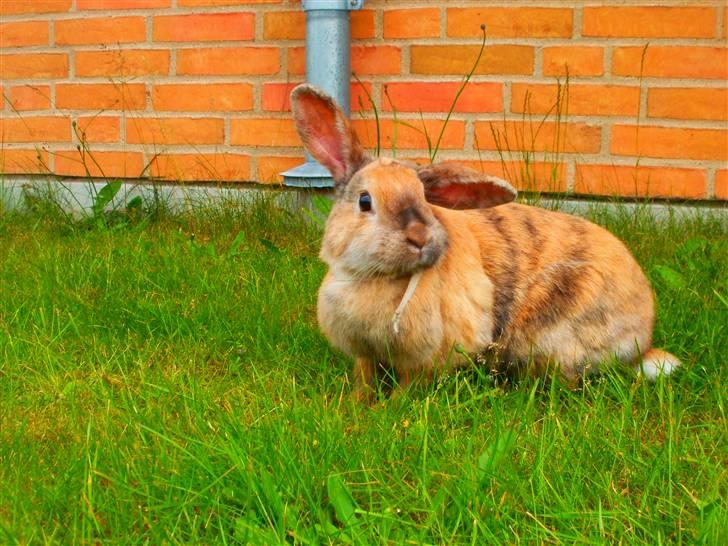 Kanin Perle billede 7