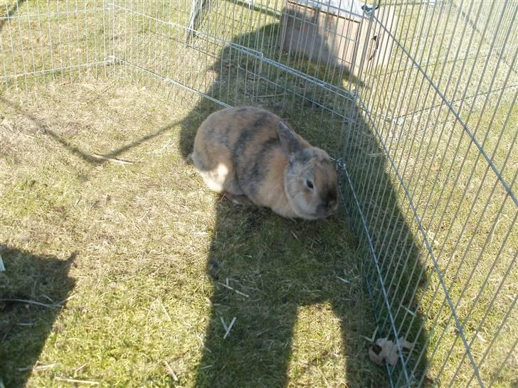 Kanin Perle billede 8