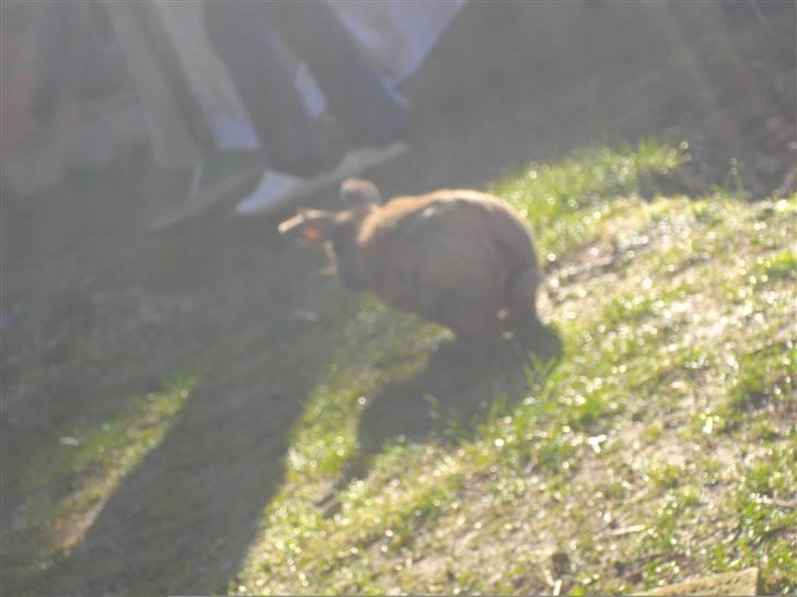 Kanin Kajo billede 8