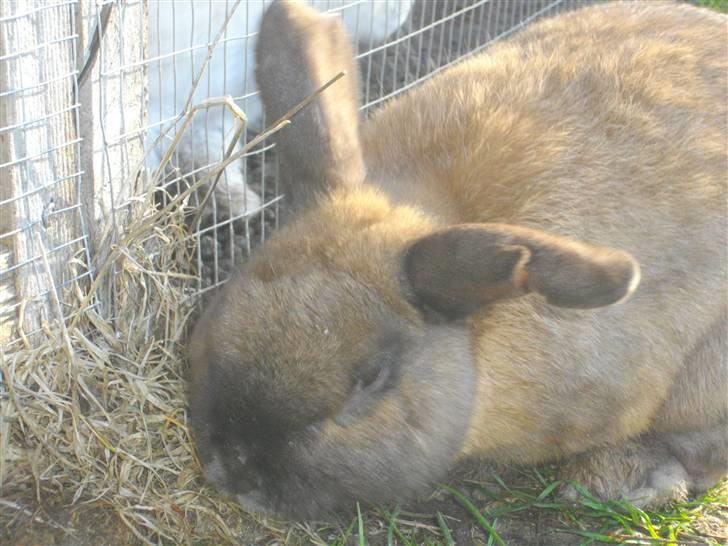 Kanin Kajo billede 9