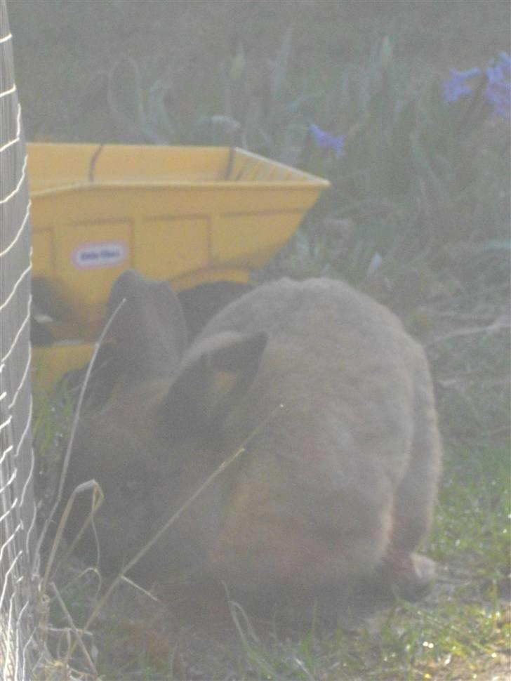 Kanin Kajo billede 10