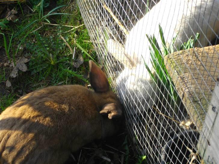 Kanin Kajo - Brødre d: billede 11