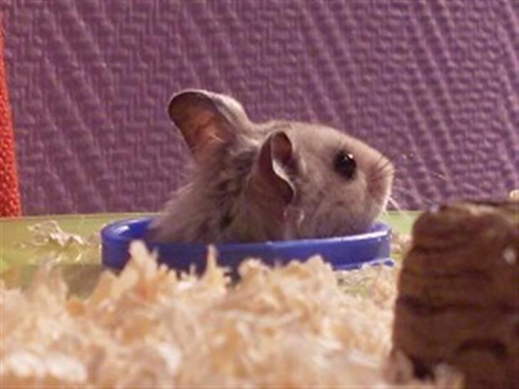 Hamster Felix (R.I.P.) billede 1
