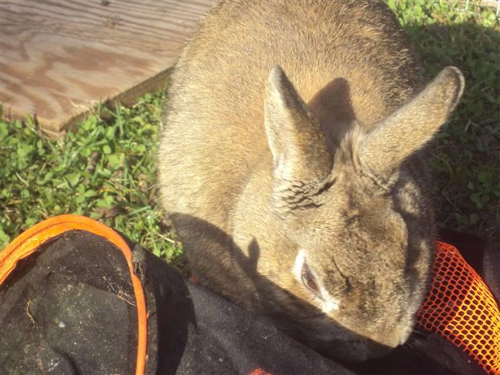 Kanin - Tom. :) - eN TUNNEL? xD billede 2