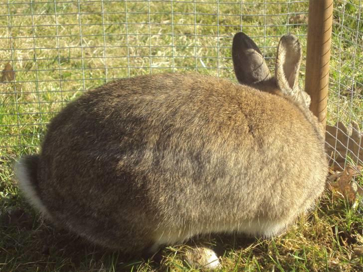 Kanin - Tom. :) - Tom´boy! xD billede 3