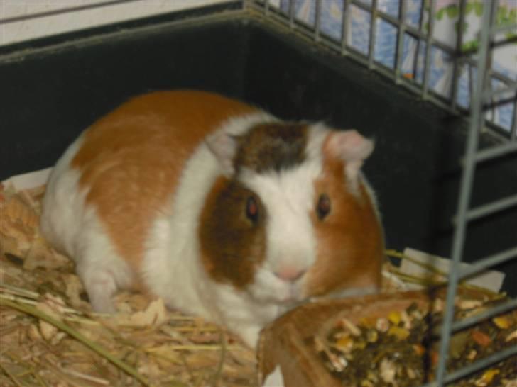 Marsvin | † Memo † | [R.I.P] billede 1