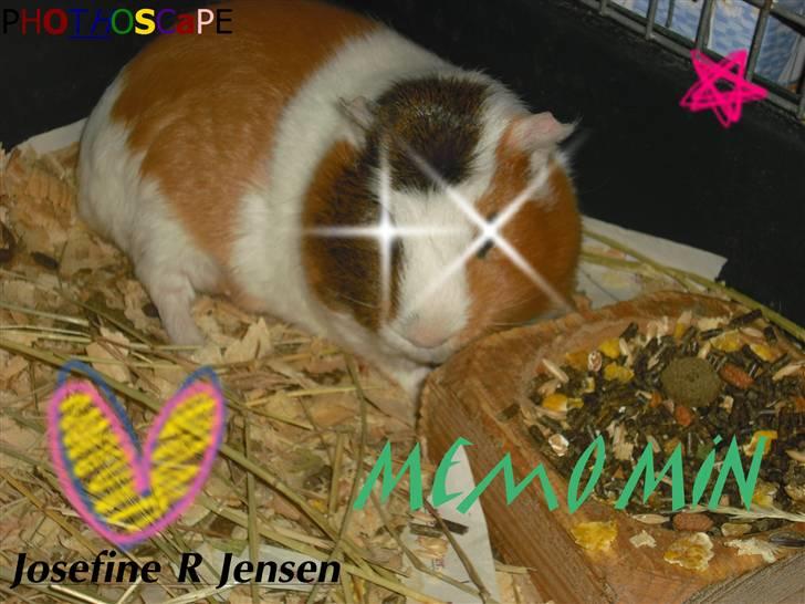 Marsvin | † Memo † | [R.I.P] billede 2