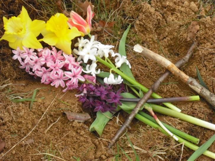 Marsvin | † Memo † | [R.I.P] - Memo´s Grav sted ;* billede 3