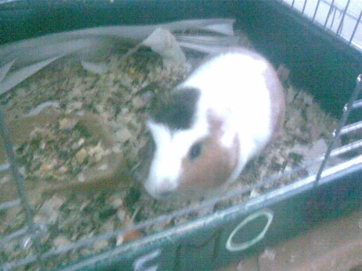 Marsvin | † Memo † | [R.I.P] billede 4