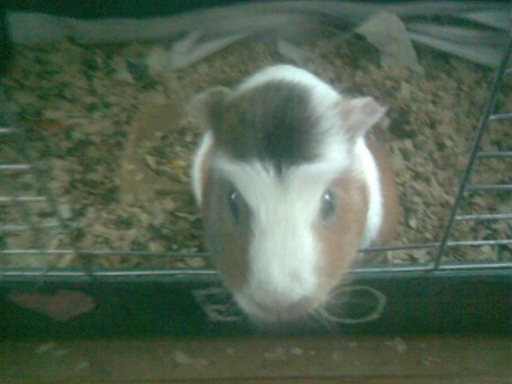 Marsvin | † Memo † | [R.I.P] billede 5