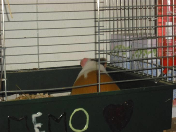 Marsvin | † Memo † | [R.I.P] billede 6