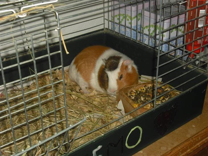 Marsvin | † Memo † | [R.I.P] billede 7